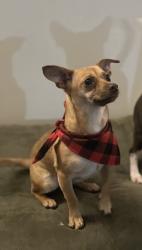 Lost Female Dog last seen Last seen in neighbors yard, Kings Mountain, NC 28086