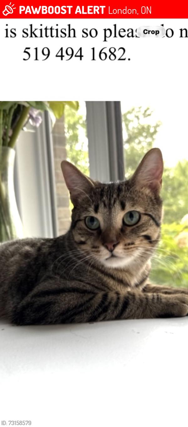 Lost Male Cat last seen Westmount / Rosecliffe Terrace, London, ON 