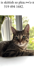 Lost Male Cat last seen Westmount / Rosecliffe Terrace, London, ON 