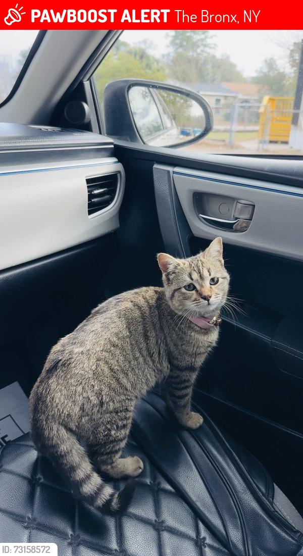 Lost Female Cat last seen Oneida Av Bronx, The Bronx, NY 10470