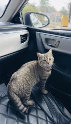 Lost Female Cat last seen Oneida Av Bronx, The Bronx, NY 10470