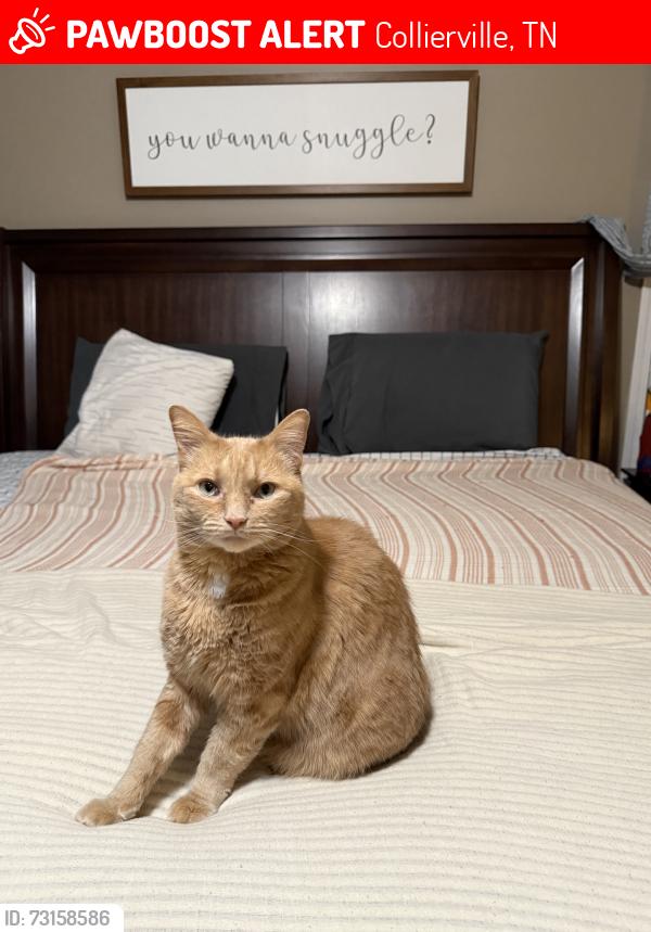 Lost Male Cat last seen Cedar Brook Drive, Collierville, TN 38017