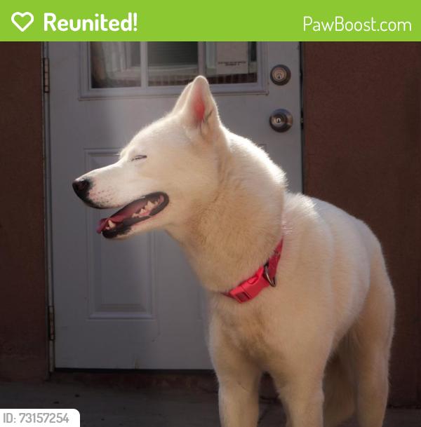 Reunited Female Dog last seen Veterans park, Dundalk, MD 21222