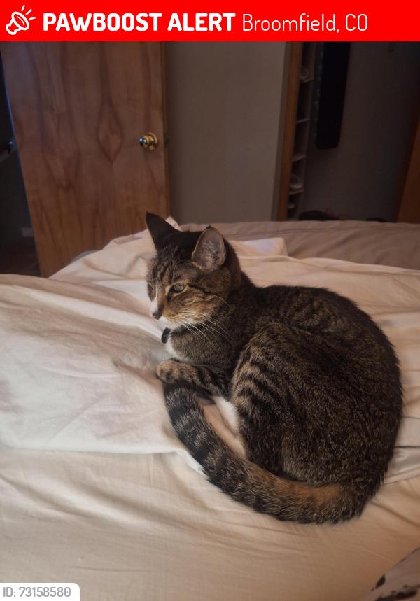 Lost Male Cat last seen Crabapple Street and Desert Willow. Brandywine South subdivision, Broomfield, CO 80020