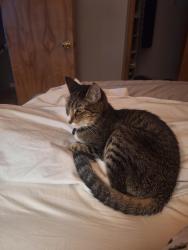 Lost Male Cat last seen Crabapple Street and Desert Willow. Brandywine South subdivision, Broomfield, CO 80020