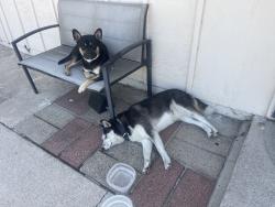 Reunited Unknown Dog last seen Monserate Ave, Chula Vista, CA, USA, Chula Vista, CA 91911