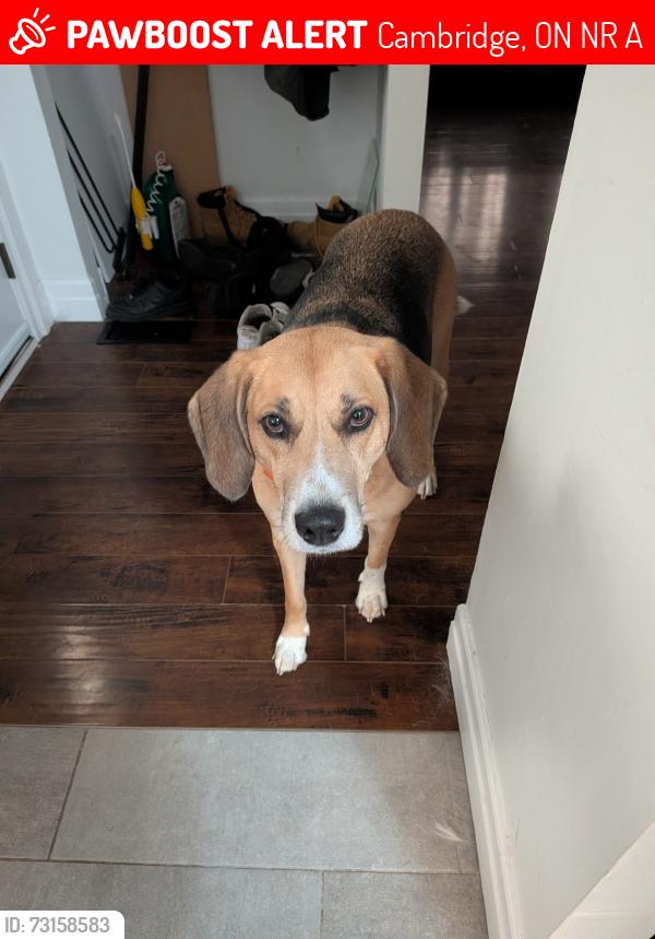 Lost Male Dog last seen Near Elgin Street north, Cambridge, ON N1R 6A1