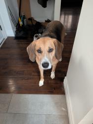 Lost Male Dog last seen Near Elgin Street north, Cambridge, ON N1R 6A1