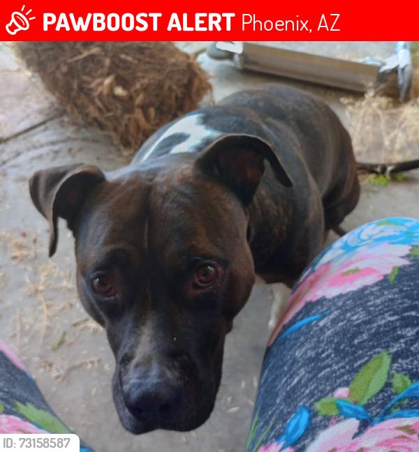 Lost Male Dog last seen 34thAve/ W. Palm ln, Phoenix, AZ 85009