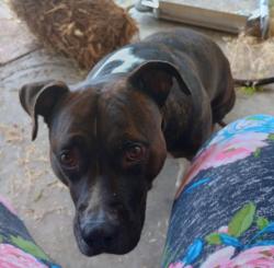 Lost Male Dog last seen 34thAve/ W. Palm ln, Phoenix, AZ 85009