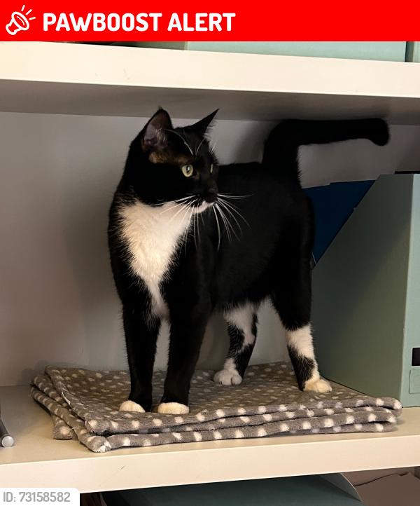 Lost Female Cat last seen Kelsall Mews, Greater London, England TW9 4BP