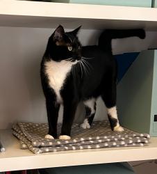 Lost Female Cat last seen Kelsall Mews, Greater London, England TW9 4BP