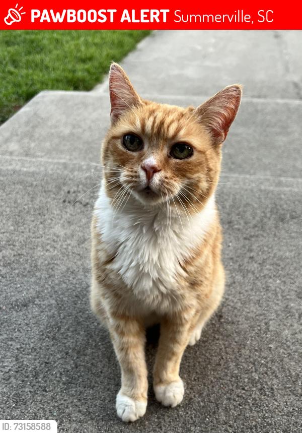Lost Female Cat last seen Firethorn and Germander, Summerville, SC 29483
