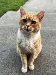 Lost Female Cat last seen Firethorn and Germander, Summerville, SC 29483