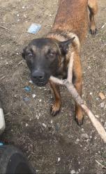 Lost Male Dog last seen 24th and chestnut running around, Louisville, KY 40210
