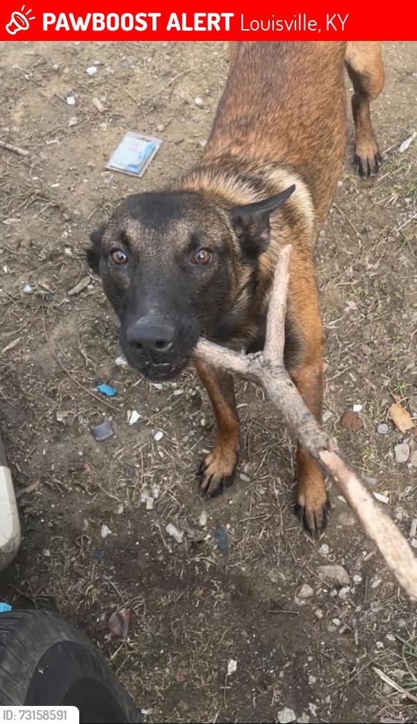 Lost Male Dog last seen 24th and chestnut running around, Louisville, KY 40210