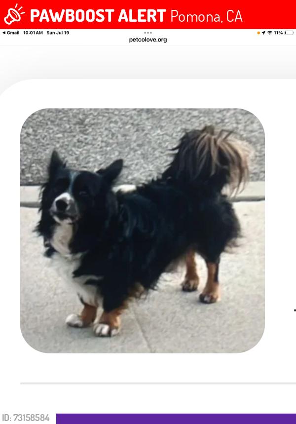 Lost Male Dog last seen Towns and foothill, Pomona, CA 91767