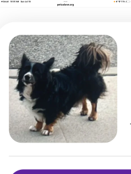 Lost Male Dog last seen Towns and foothill, Pomona, CA 91767