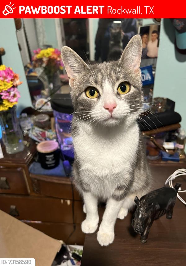 Lost Female Cat last seen On glenn ave near goliad, Rockwall, TX 75087