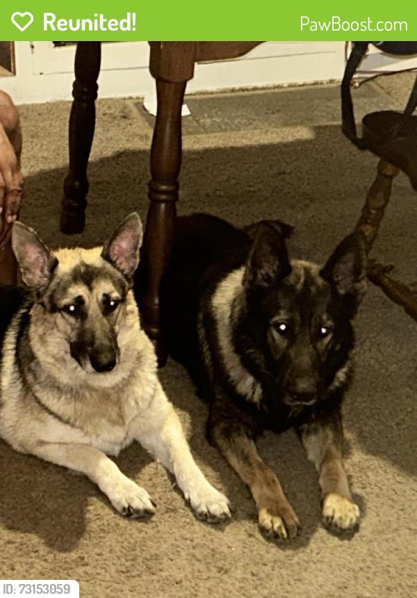 Reunited Male Dog last seen Paxton & A st, Toledo, OH 43608
