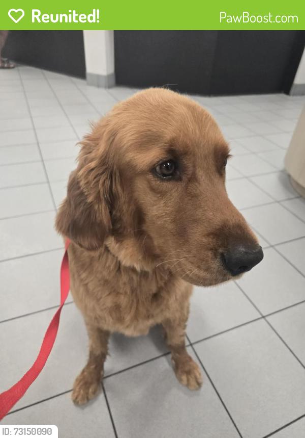 Reunited Male Dog last seen Mitchell Mill rd & Quarry rd, Zebulon, NC 27597