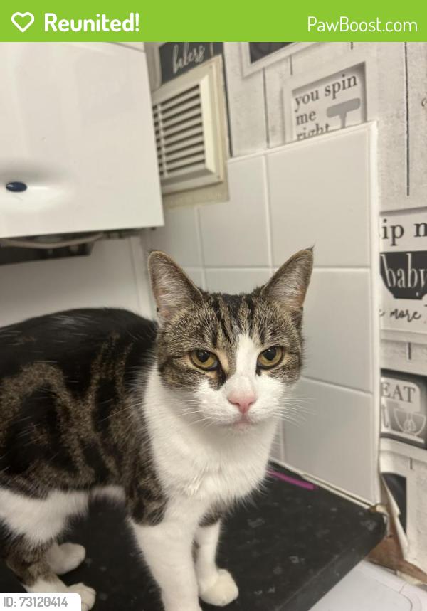 Reunited Female Cat last seen Heather View Road, Branksome, Bournemouth, Christchurch and Poole, England BH12 4AQ