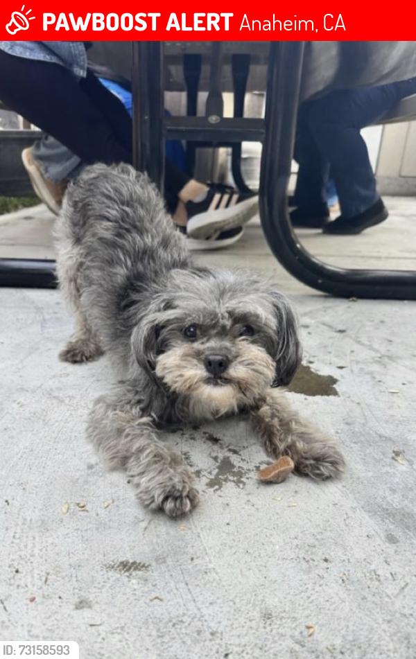 Lost Male Dog last seen Near N La Loma Cir Anaheim, CA 92806 United States, Anaheim, CA 92806