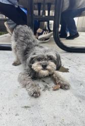 Lost Male Dog last seen Near N La Loma Cir Anaheim, CA 92806 United States, Anaheim, CA 92806