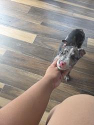 Found/Stray Female Dog last seen Castleman Drive, Cedar Hill, TX 75104