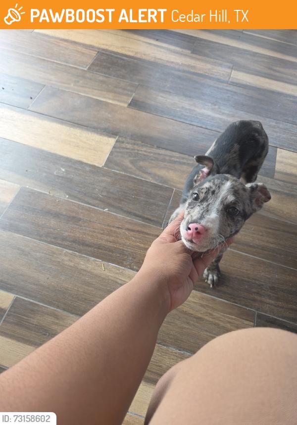 Found/Stray Female Dog last seen Castleman Drive, Cedar Hill, TX 75104