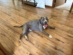 Reunited Male Dog last seen Maggie Valley library, Maggie Valley, NC 28751