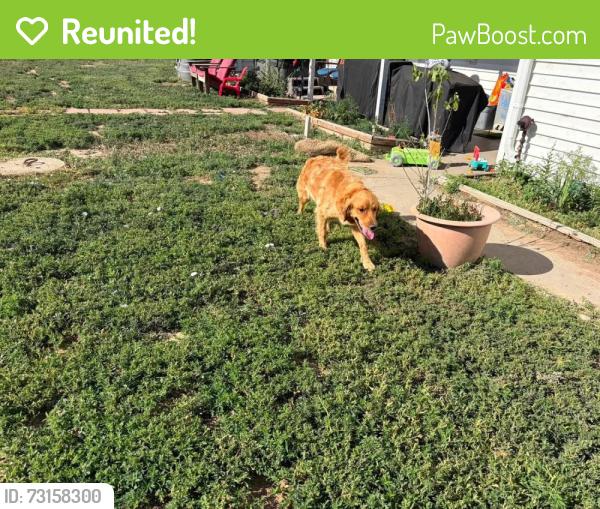 Reunited Female Dog last seen CR 53 and CR 70, Gill, CO 80624
