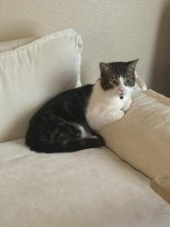 Lost Male Cat last seen 107th and olive, Peoria, AZ 85345