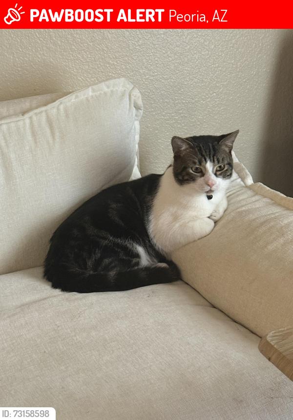 Lost Male Cat last seen 107th and olive, Peoria, AZ 85345