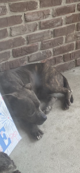 Found/Stray Female Dog last seen Near N and Buck Creek Road, Greenfield, Greenfield, IN 46140