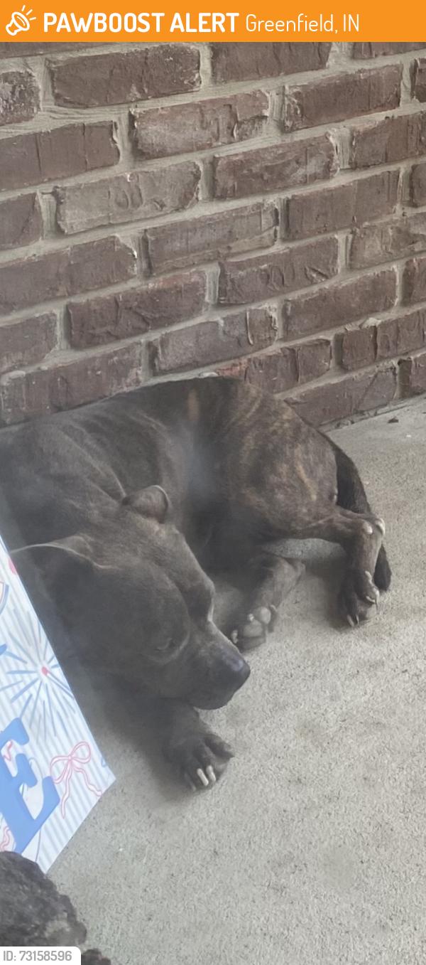 Found/Stray Female Dog last seen Near N and Buck Creek Road, Greenfield, Greenfield, IN 46140