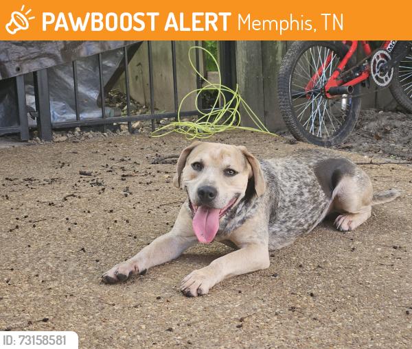 Found/Stray Male Dog last seen E. Raines Rd & Kirby Pkwy, Memphis, TN 38141
