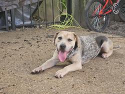 Found/Stray Male Dog last seen E. Raines Rd & Kirby Pkwy, Memphis, TN 38141