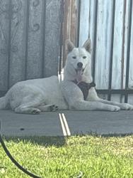 Found/Stray Male Dog last seen 91st Street between Budlong and Normandie, Los Angeles, CA 90003