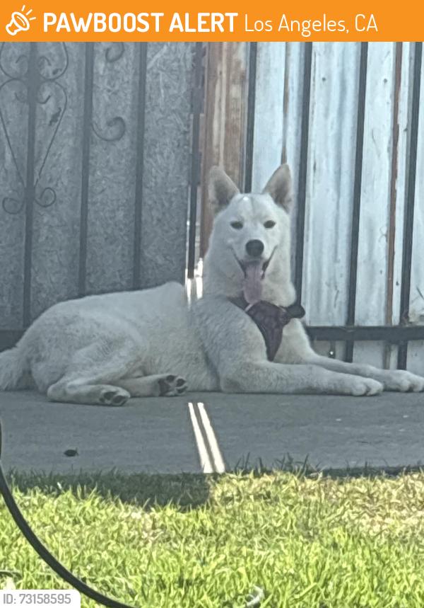 Found/Stray Male Dog last seen 91st Street between Budlong and Normandie, Los Angeles, CA 90003