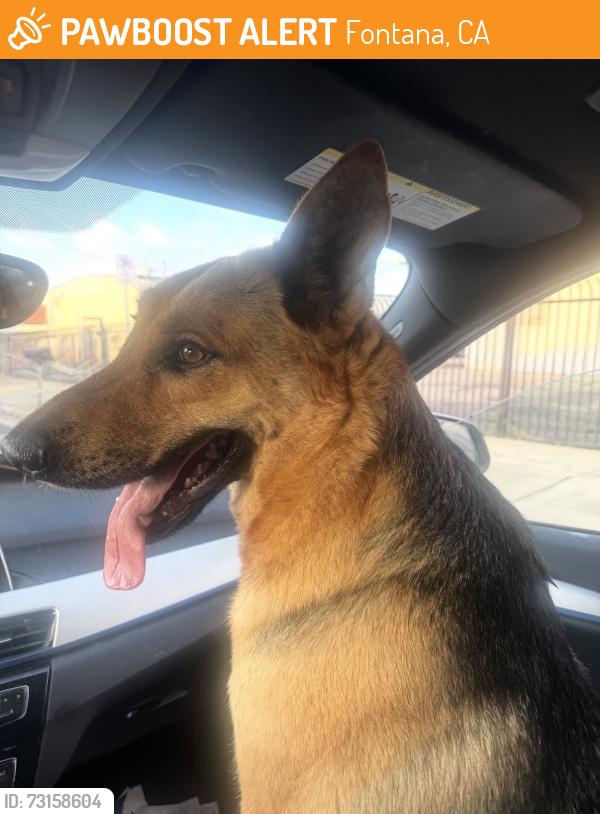 Found/Stray Male Dog last seen Curtis and Arrow, Fontana, CA 92335