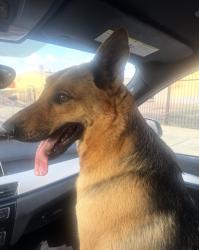 Found/Stray Male Dog last seen Curtis and Arrow, Fontana, CA 92335