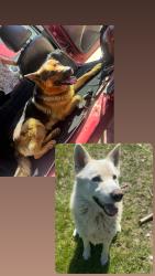 Reunited Male Dog last seen Near & 34 st sw, Edmonton, AB T6X 1A5