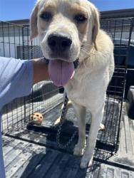 Shelter Stray Male Dog last seen Near BLOCK S DEARING AVE, FRESNO CA 93702 3110, 5277 E Airways Blvd, Fresno, CA 93727, USA