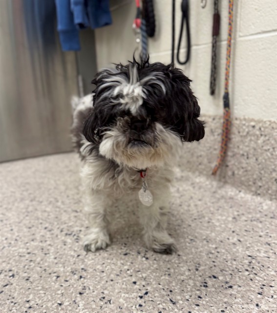 Shelter Stray Female Dog last seen Near BLOCK HAWK ST, 12155 Park Blvd, Brighton, CO 80601, USA
