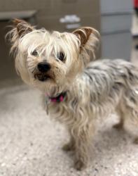 Shelter Stray Female Dog last seen 120TH AND HWY 85, 12155 Park Blvd, Brighton, CO 80601, USA