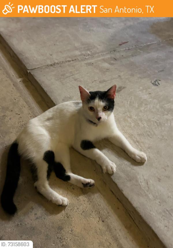 Found/Stray Female Cat last seen The Park at University Hills, San Antonio, TX 78249