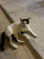 Found/Stray Female Cat last seen The Park at University Hills, San Antonio, TX 78249