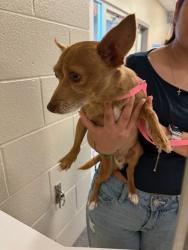 Shelter Stray Male Dog last seen Near BLOCK WASHINGTON ST, 12155 Park Blvd, Brighton, CO 80601, USA