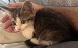 Shelter Stray Unknown Cat last seen OAK LEAF CIR/OLD EUSTIS RD MT DORA 32757, 12280 County Rd 448, Tavares, FL 32778, USA